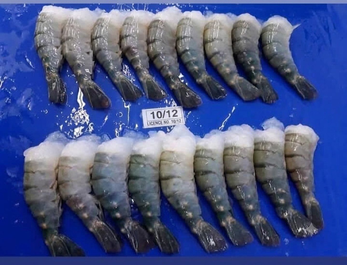 Black tiger tail sample