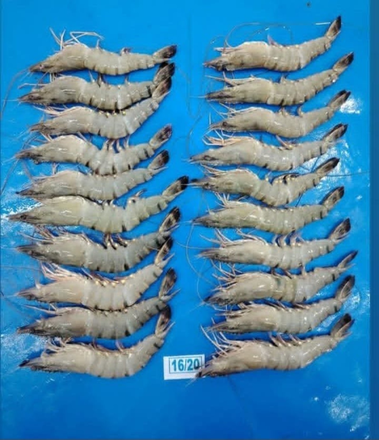 Atlas black tiger shrimp